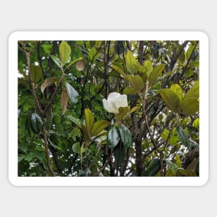 Magnolia Bloom 2 Sticker